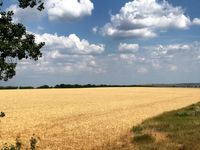 In Moldawien sind die Felder noch gr&ouml;sser