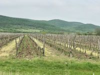 Das Tokaj-Weingebiet