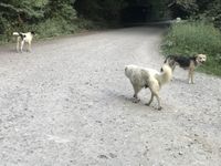 Das lokale Rudel freilaufender Hunde