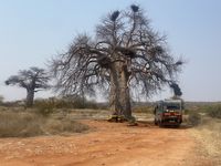 Auf dem R&uuml;ckweg mittagessen unter einem Baobab-Baum