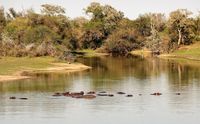 Unterwegs: Flusspferde in einem T&uuml;mpel