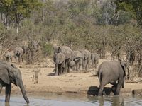 Die Elefantenherden kommen und gehen im Viertelstunden-Takt