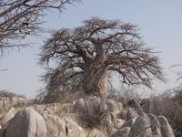 Die Insel ist bekannt f&uuml;r die Baobab-B&auml;ume