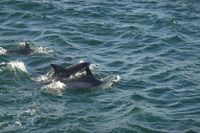 Unterwegs begegnen wir Delfinen