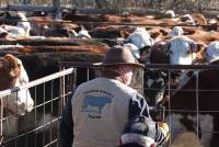 400 Rinder wechseln den Besitzer