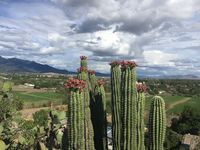 Die T&auml;ler von Oaxaca sind sehr fruchtbar
