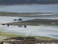Bei Ebbe kommen die Austernzuchtfelder zum Vorschein