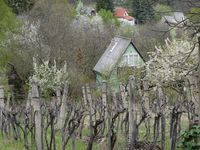 Eger ist ein Weinanbaugebiet