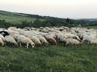 Am Abend ziehen Schafe vorbei ...