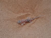 Palmato Gecko