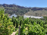 ... und dann das Weingebiet von Stellenbosch