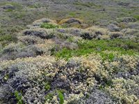 Fynbos-Vegetation